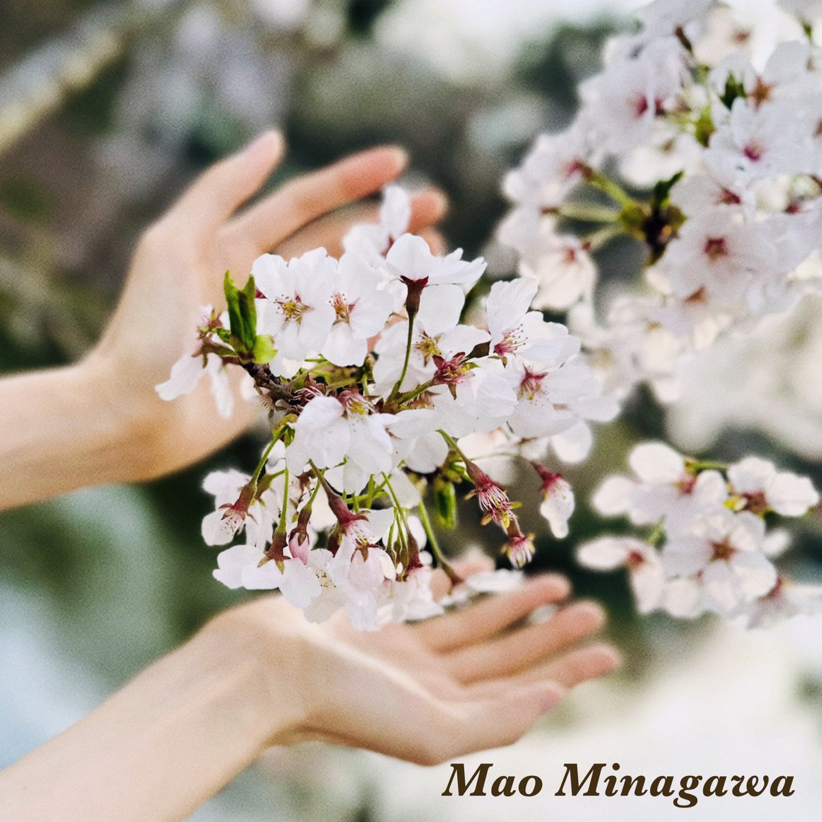 MaoHandmodel's tweet image. 桜、さくら
Des fleurs de cerisier🌸
☆
☆
☆
#handmodel #partsmodel  #nailmodel  #ハンドモデル #パーツモデル #手タレ #さくら #桜 #春 #お花見