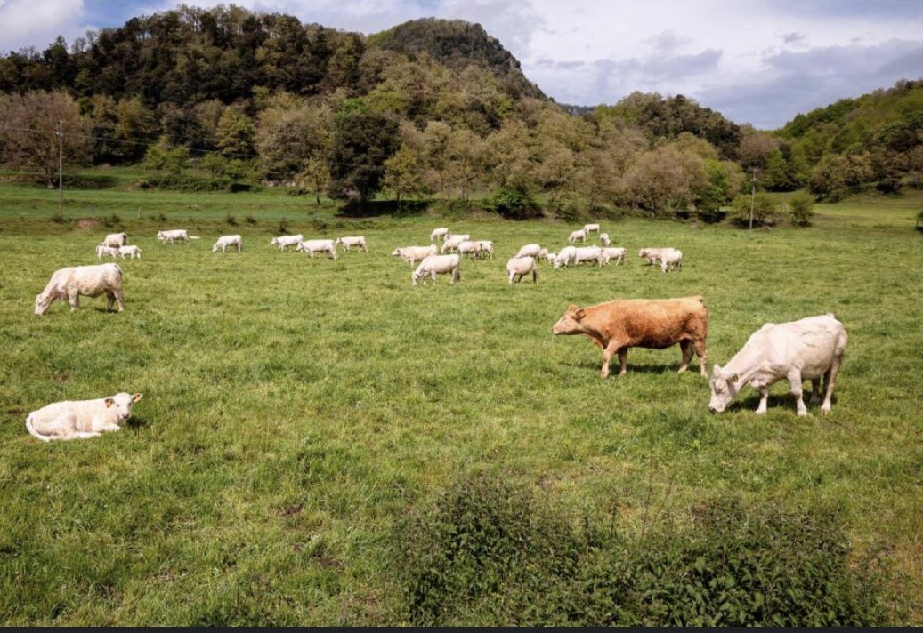 raisabanfield's tweet photo. Para los que siguen diciendo que el daño a bosques por ganadería es peor que por minería, les recuerdo: Cuando la ganadería se va o se mejoran prácticas, los ecosistemas se recuperan; cuando la minería se va, no queda nada #PanamaProsperaSinMineria https://t.co/HeKd8DErVh