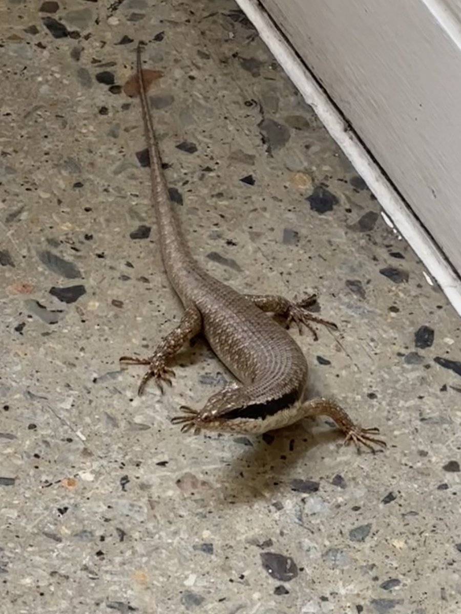 Steven Cassidy tweet media