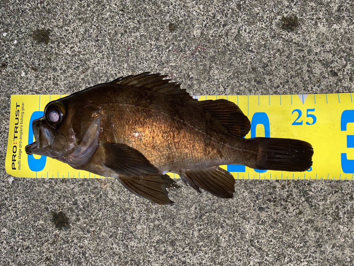 wara_fishing_ch's tweet photo. 良型ゲット!海藻際スローに通したら
モゾっ!?合わせると乗りました🙌
自己記録更新!
撮り忘れのヴァンキッシュと共に
#メバリング #ヴァンキッシュ #c2000s https://t.co/d9QtamwAyi