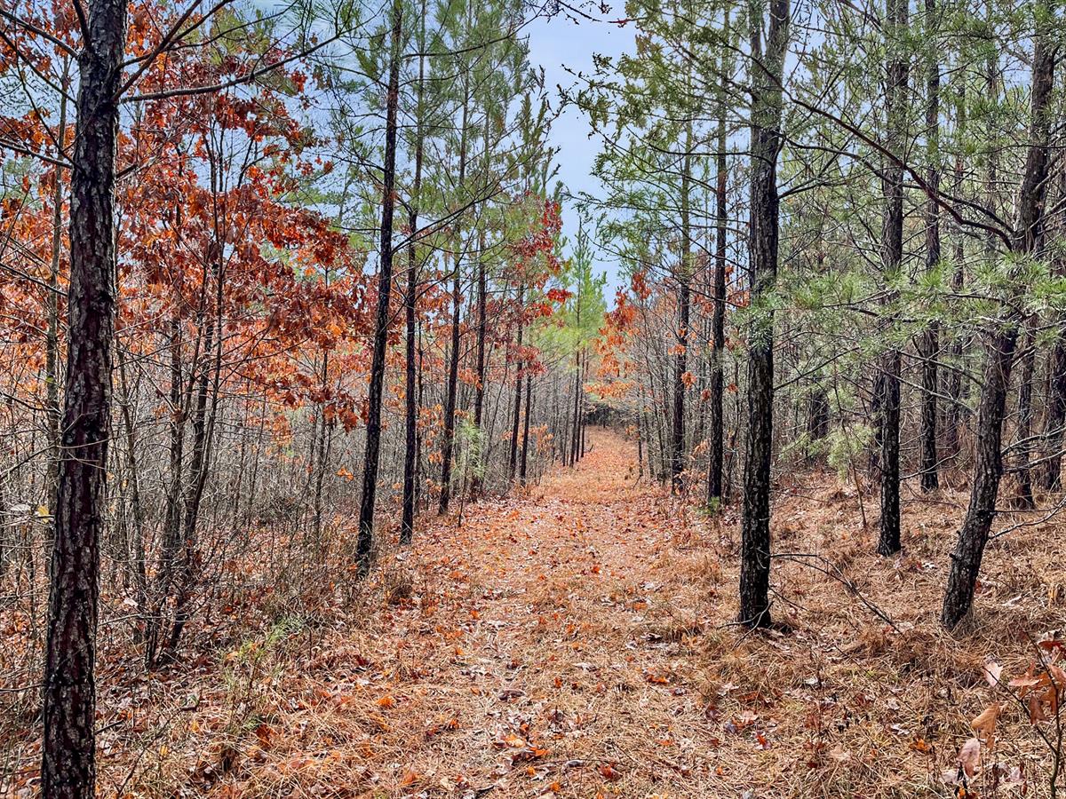 ranchflip's tweet photo. Feature #Ranch: Cedar Creek North in Bedford Co., VA, offers 149 +/- acres of growing timber, natural habitat &amp; private settings for your new home or retreat. This well-managed property has a good road &amp; trail network. Offered by David Hurt w/Land Matters. https://t.co/5p4bcYBDny https://t.co/bQVLhIfpue