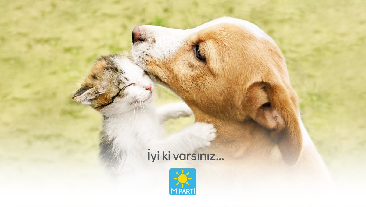 oyayakin's tweet photo. Tercih ve seçim şansı olmayan patili dostlarımıza yalnız bir gün değil her gün aynı özeni gösterelim, can dostlarımıza sahip çıkalım
@iyipati_ 
#DünyaSokakHayvanlarıGünü https://t.co/Vh8hoKoonW