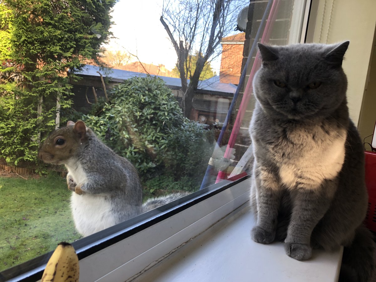 PayOffWizardPS4's tweet photo. @MightyVicious Mine come and sit in the window whenever they see me in the kitchen because they know a have a little bag of nuts for them. https://t.co/7wXlED73kQ