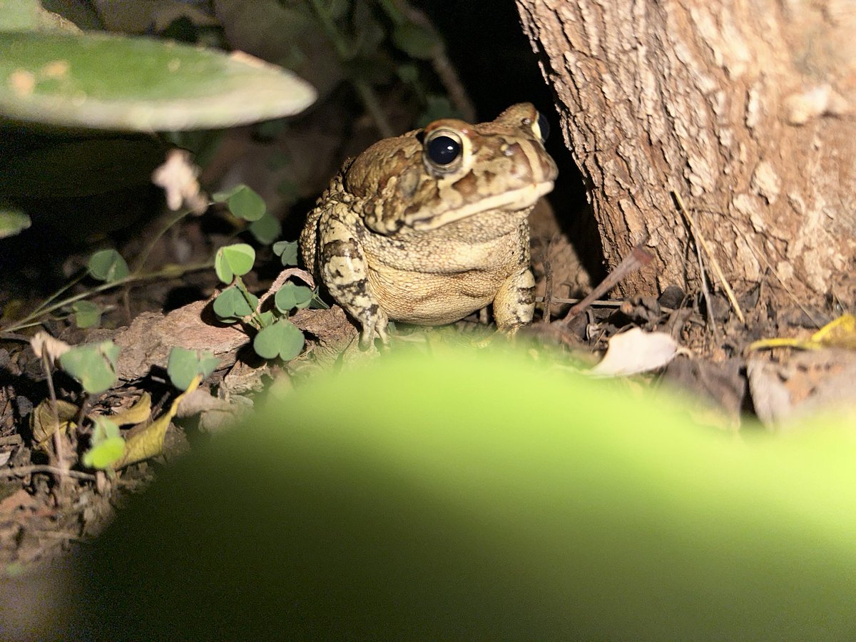 Steven Cassidy tweet media