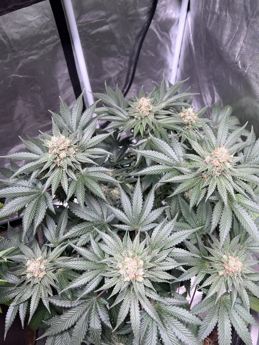 Prayer Glue; day 59 🤤

<a href="/mmspupil/">MMS</a> 
<a href="/HLGLED/">Horticulture Lighting Group</a> 
<a href="/tnbnatural/">TNB Naturals</a> 
<a href="/Mmemberville_/">#Mmemberville Community 🍃</a> 

#growyourown #mmemberville #homegrown