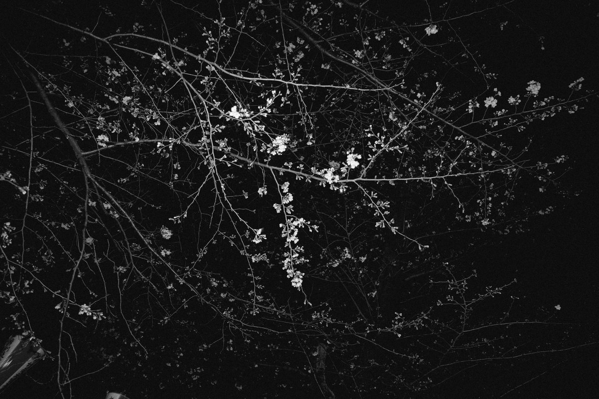 harry_digital_'s tweet photo. Last of the Cherry blossoms 19/03/2023 #CherryBlossom https://t.co/JklFnffZpY