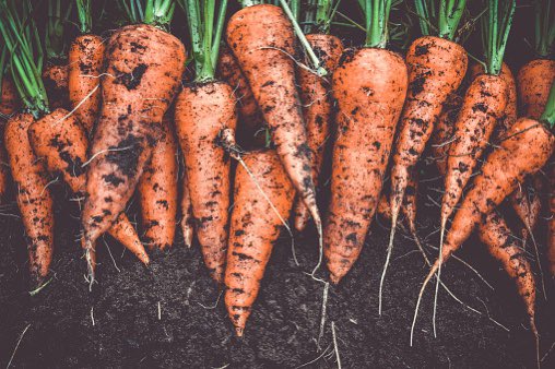 CW_restaurant's tweet photo. 🌍🥕 Happy International Carrot Day! 🥕🌍Our dishes feature homegrown carrots from our kitchen garden, ensuring the freshest and most sustainable produce. Come taste the difference! #CallywithRestaurant #CornishLife #Bodmin #InternationalCarrotDay https://t.co/jpMxrc9Vp7