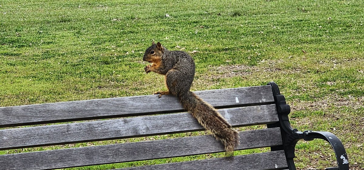 ryktatum's tweet photo. We interrupt your scrolling throuh the trashfire that is Twitter to bring you this squirrel, sponsored by ADHD! #HeyLookASquirrel https://t.co/tfiVZxQanZ