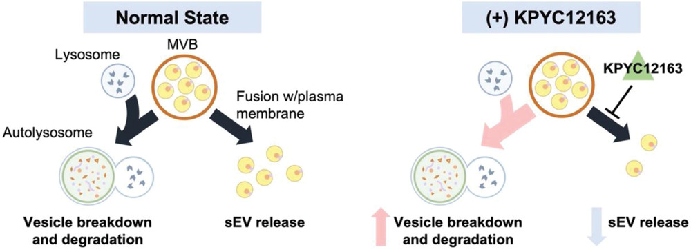 ISEV_Journals's tweet photo. Finally, A. Yamamoto et al developed a rapid, highly sensitive sEV quantification method to identify compounds that showed significant and dose-dependent changes in gLuc-reporter activity (sEV production) with minimal cytotoxicity. https://t.co/2bzZA0ecyC #OneYearinJExBio https://t.co/5GOCd5XfeR