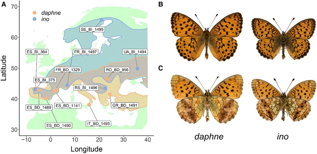 Molecular Biology and Evolution (@molbioevol) on Twitter photo Chromosome Fissions and Fusions Act as Barriers to Gene Flow between Brenthis Fritillary Butterflies buff.ly/3lIutXu #science #evolution #biology #genome Chromosome Fissions and Fusions Act as Barriers to Gene Flow between Brenthis Fritillary Butterflies buff.ly/3lIutXu #science #evolution #biology #genome