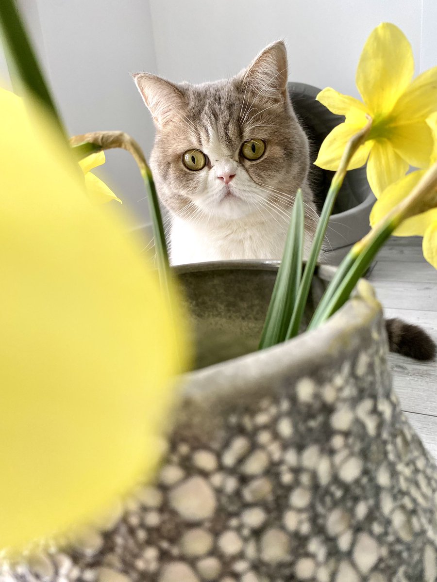 FoodNotes_X's tweet photo. 🌼☺️ #sun #SunnyDay #beautiful #cat #foodnotes #Flowers https://t.co/oEitTjNz7D