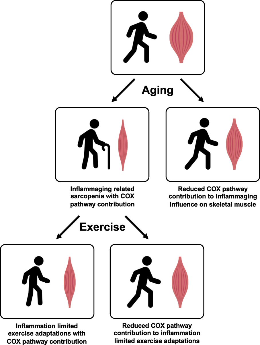 Controlling cyclooxygenase pathway-regulated inflammation may help protect the health and plasticity of aging skeletal muscle. fal.cn/3x7Lk