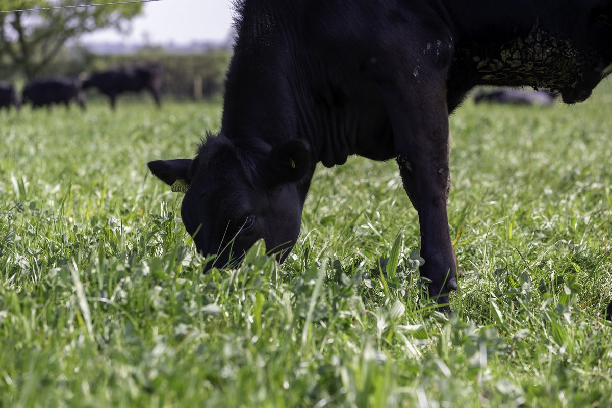 Research supported by Germinal conducted at <a href="/ucdlyonsfarm/">UCD Lyons Farm</a> has found the benefits of multi-species extend to beef and lamb production in addition to #silage and milk production.
Learn more about the findings here: bit.ly/3nN7PO0
#farming #agriculture #multispecies