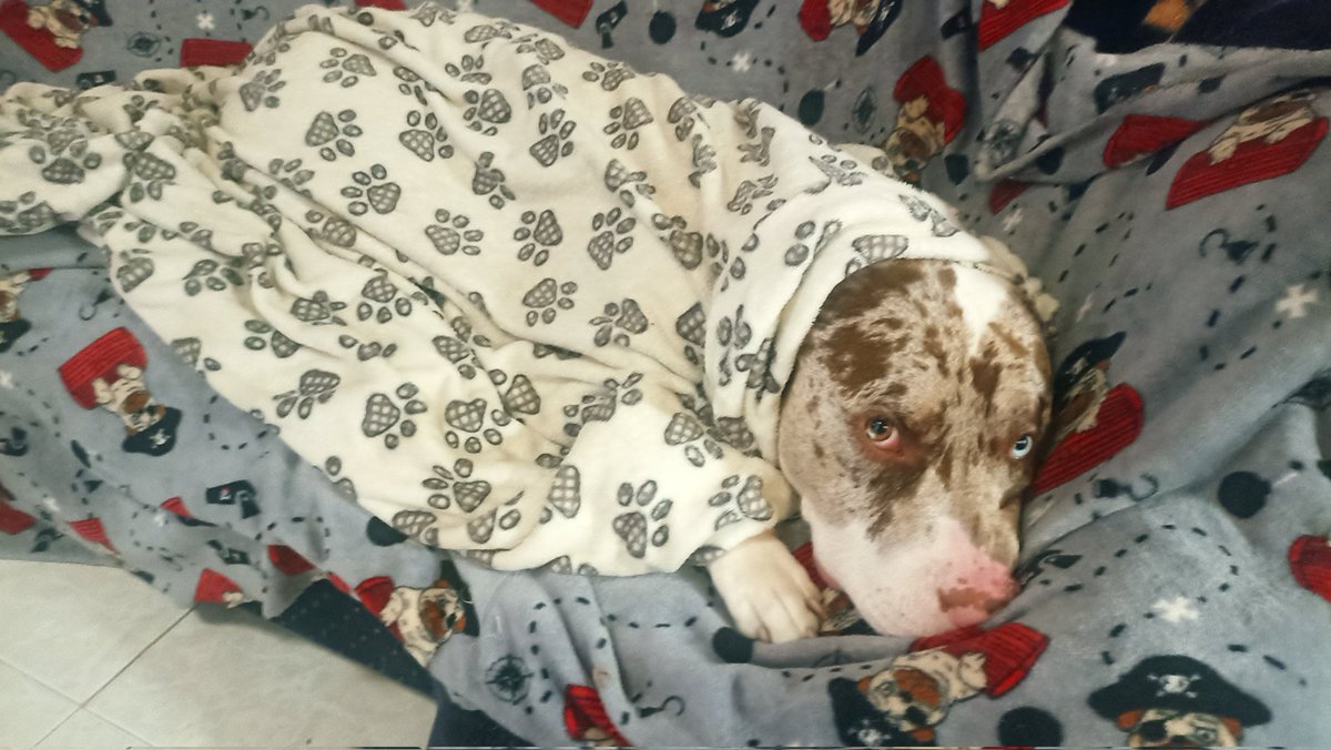 Su perro es de los bravos, no?
- Si claro, obvio.