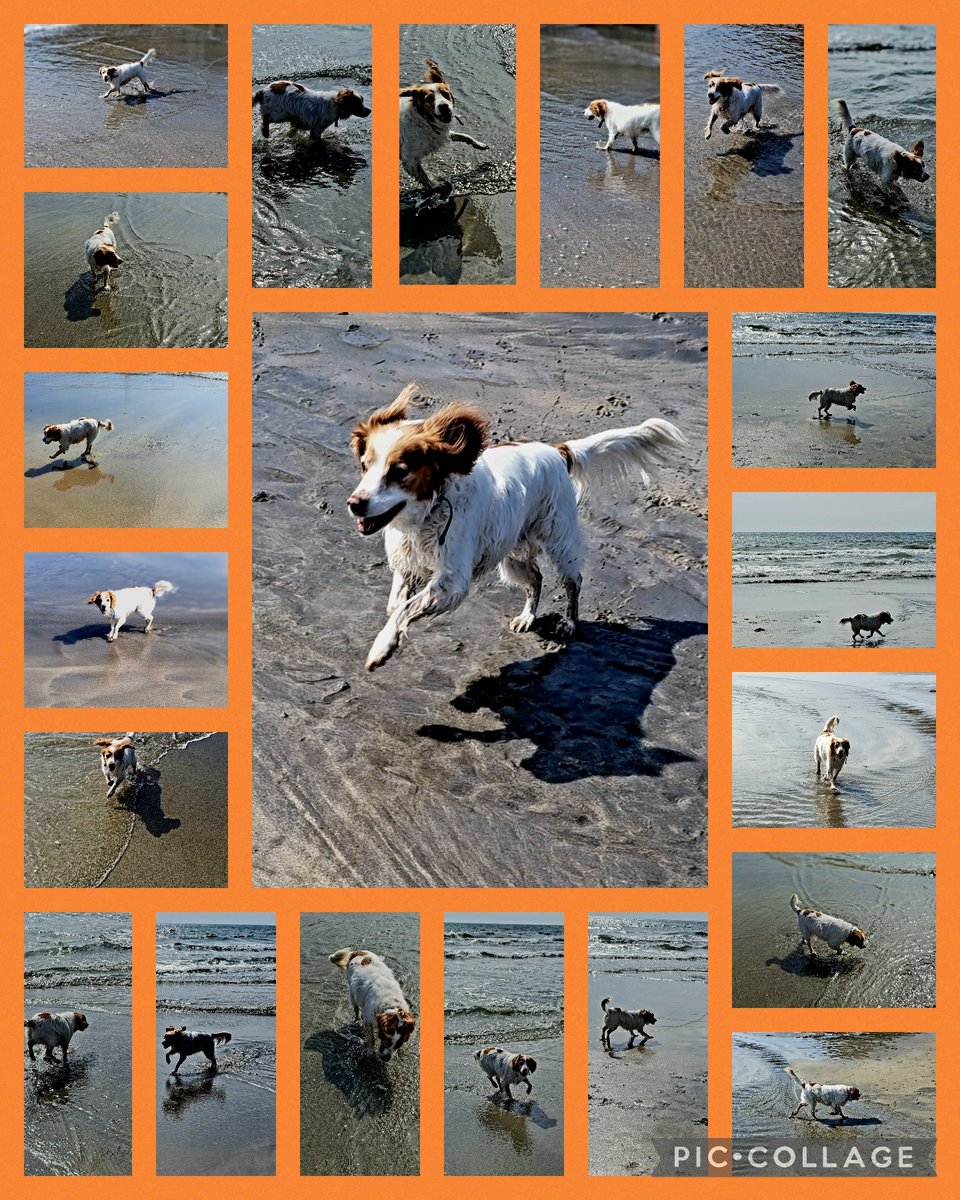 He loves the beach! #DexterTheDog #DogTravels #FamilyTime #TeamHickman #TallandBay #Looe #Polperro #Cornwall #Beach #Sea