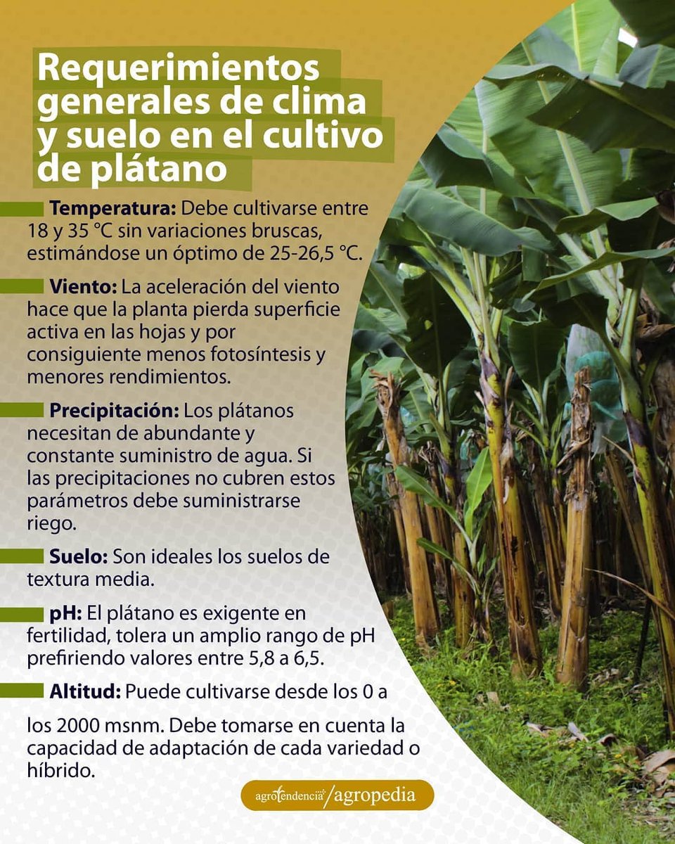 agrotendencia's tweet photo. ¡Ya conociste los requerimientos edafoclimaticos del plátano! Pero eso no lo es todo, por eso te invitamos a conocer otros aspectos necesarios para producir este cultivo.
¡Visita nuestra agropedia!
Ingresa en: https://t.co/2CubnILRRR
#platano #musaceae #clima #edafologia https://t.co/myFnknXMAA