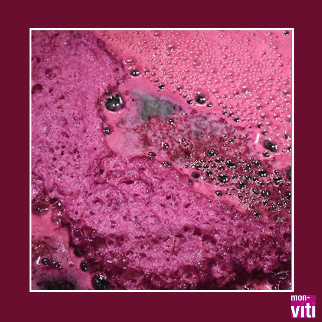 &lt; #Œnologie &gt;
Comment mieux maîtriser la #fermentation #malolactique ? Réponse d'Emy Heguiaphal de l’IFV dans le dernier colloque Eurovoti du #SIVAL23 !🍇
👋<a href="/vignevinfrance/">IFV</a> et <a href="/SIVAL_ANGERS/">SIVAL_ANGERS</a> 
🔗bit.ly/411yLb5