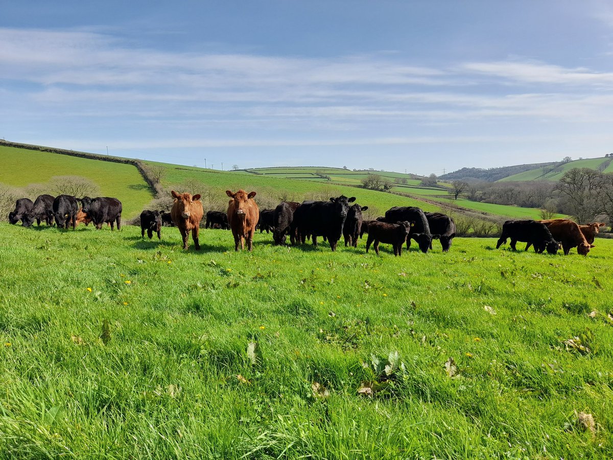 And we are out grazing!

#endofwinter #grazing #grass #sunshine #Cornwall #cows #calves