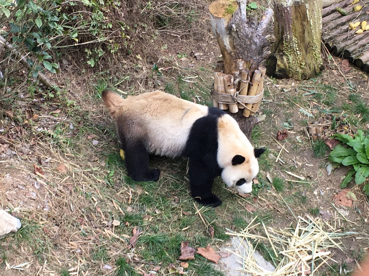Yangzhaoli's tweet photo. 2018.11.8 下午 拍于贵阳黔灵山公园的🐼 https://t.co/USbqUD46Xa