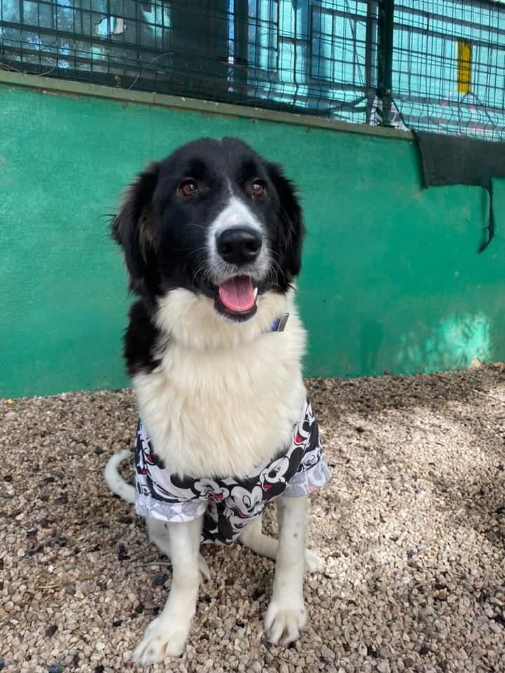 patiseverdoslar's tweet photo. 🐾YUVA ARANIYOR🐾
Dişi 1 yaşında, çok akıllı ve sakin, kısır ve aşıları tam
📍 ANTALYA
 ☎️0507 541 95 71 https://t.co/5dZWkTdjOs