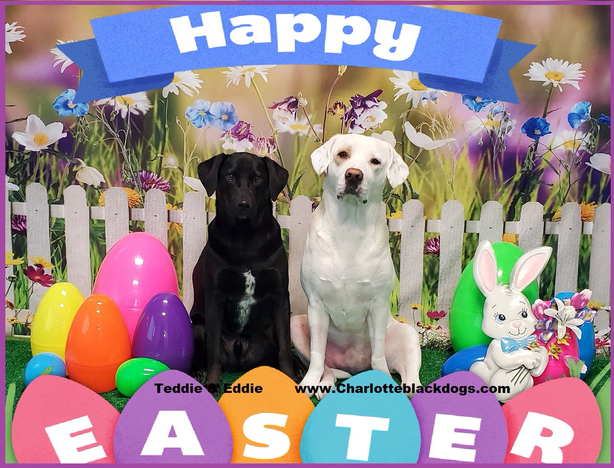 Cltblkdogs's tweet photo. Teddie &amp; Eddie @Cltblkdogs would like to wish our wonderful friends a Happy Easter.
#Easter #CharlotteNC https://t.co/1KCvBM8Obg