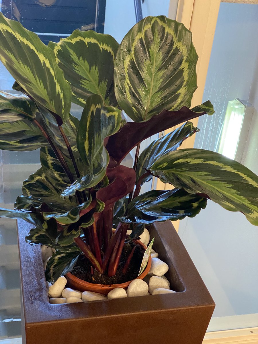 protectsun's tweet photo. Prachtige oerwoud plant, Calathea ook genoemd the living plant.Deze Calathea sluit zich als het donker wordt en opent zich bij daglicht.Wat is de natuur toch een pracht geschenk.Niks geen gezeur over zomer en wintertijd instellen, maar gewoon het natuurlijke licht volgen https://t.co/1WOFy9hY32