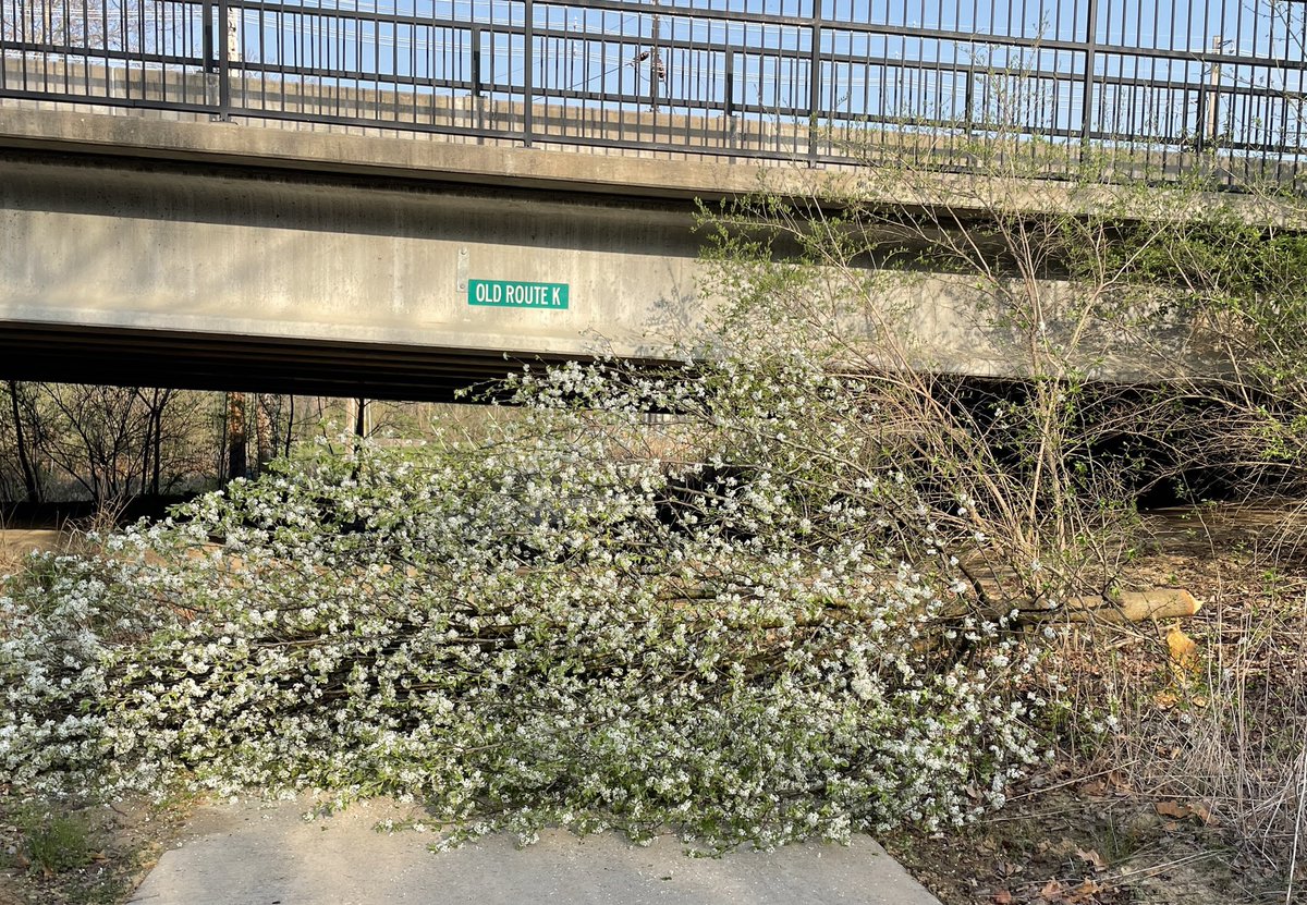 marschall_joe's tweet photo. I’ve never been so pleased to have my commute interrupted! #floodplainrestoration #killcallerypears #beaverpower https://t.co/Qs5YwvcZB1