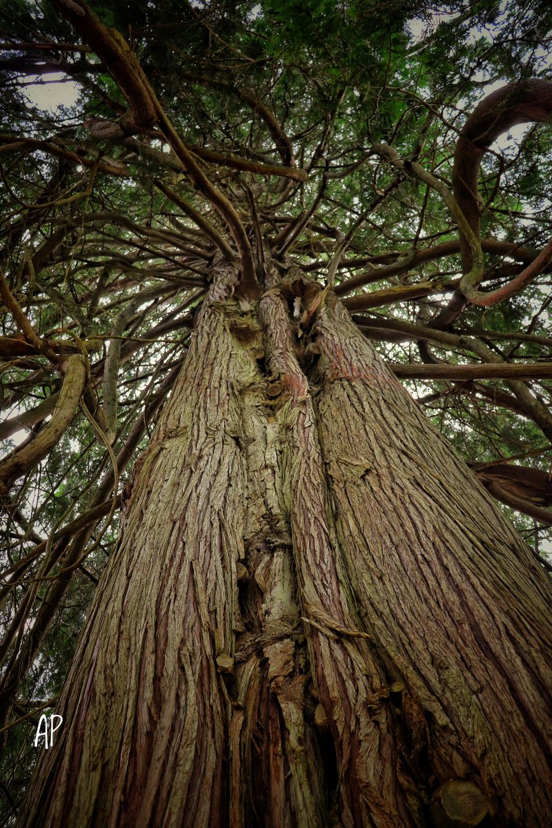 Happy #thicktrunktuesday to all 🌲🌴🌳🪵 #nature #beauty #naturephography #art #trees #TreeClub