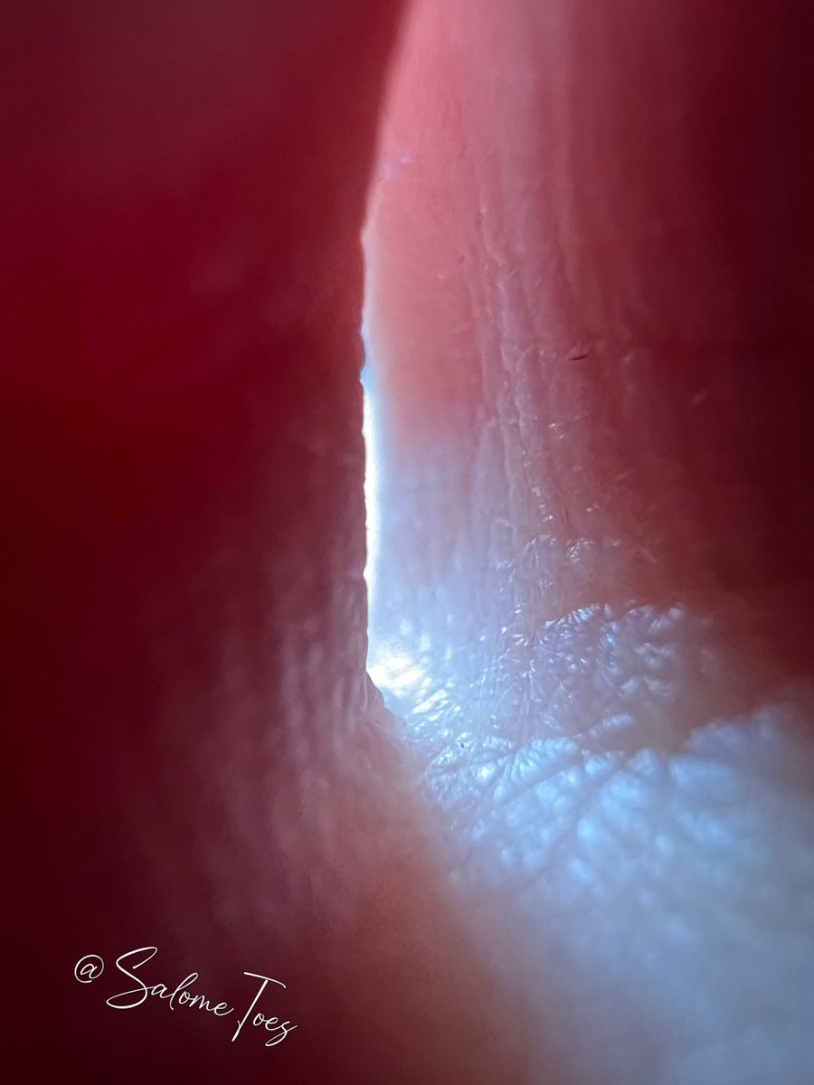 SalomeSaSa tweet media