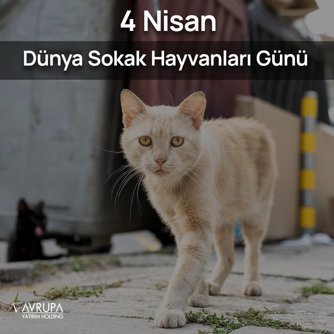 4 Nisan Dünya Sokak Hayvanları Günü

#sokakhayvanları #sokakhayvanlarısahipsizdeğil #sokakhayvanlarınıkoruyalım