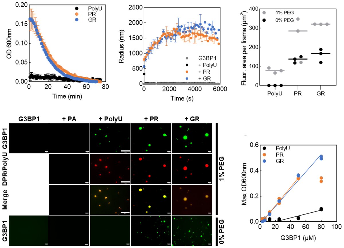 Tamas Lazar (@laztamas) on Twitter photo 📰📊 Our lab is proud to share a preprint (Van Nerom et al. 2023) about pathological #LLPS of #G3BP1 in presence of #ALS/#FTD-linked PR/GR repeats – a study mainly led by <a href="/PeTompa/">Peter Tompa</a>. 🧬🧪🔬 📰📊 Our lab is proud to share a preprint (Van Nerom et al. 2023) about pathological #LLPS of #G3BP1 in presence of #ALS/#FTD-linked PR/GR repeats – a study mainly led by <a href="/PeTompa/">Peter Tompa</a>. 🧬🧪🔬
