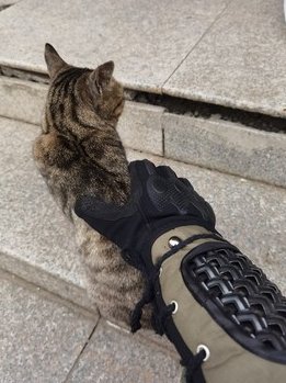 WorkerkitC's tweet photo. 🤩ゲームのインターバルで超かわいい猫ちゃんに会いました
人との距離も近く、全く怖がらない子でした
長い間、一緒に遊んだ
そして、ついに戦場へと帰っていった...
また会えるのを楽しみにしています！

#workerkit #サバゲー #MARSHAL装備 #サバイバルゲーム #サバゲー装備  #airsoft #Tacticalgear https://t.co/JI3na7x0Kt