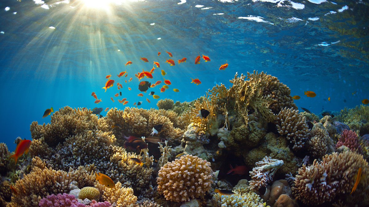 Marine protected areas (MPAs) are crucial tools to help strengthen ocean conservation measures. But how well do we understand them and their benefits to marine ecosystems and the well-being of people? 

Know more here 👇 bit.ly/3JyZ3bU