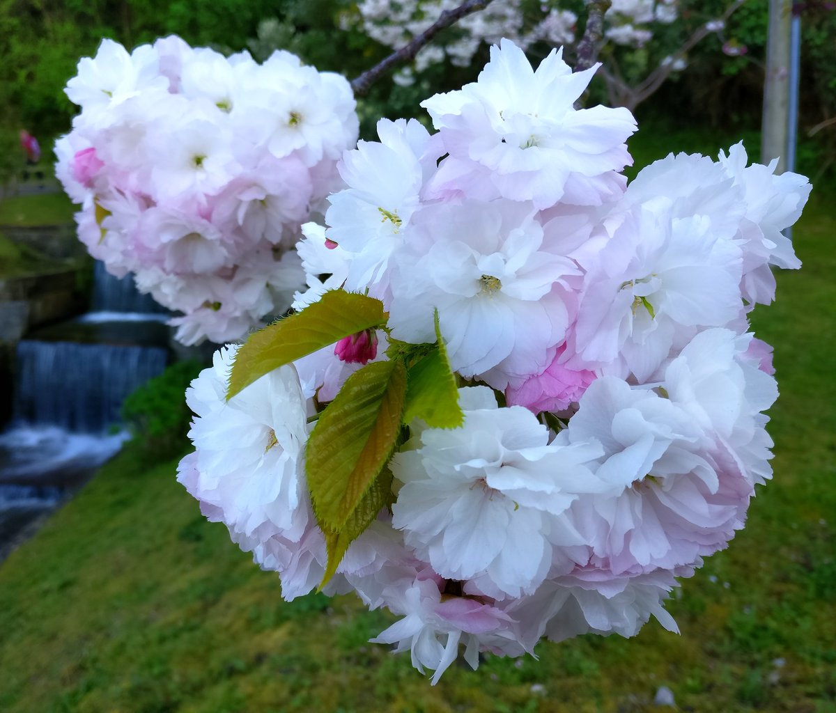 yo_mismo1's tweet photo. Day 4 #ShotOnSnapdragon Photography Challenge #SpringOnSnapdragon
Cherry blossoms
Shot on @oneplus
#OnePlusCommunity
#OnePlus3 #YourBestShot #ShotOnOnePlus
#NeverSettle
#ShotOnSnapdragon
#Snapdragon
@Snapdragon https://t.co/JLlr0Xzo1w
