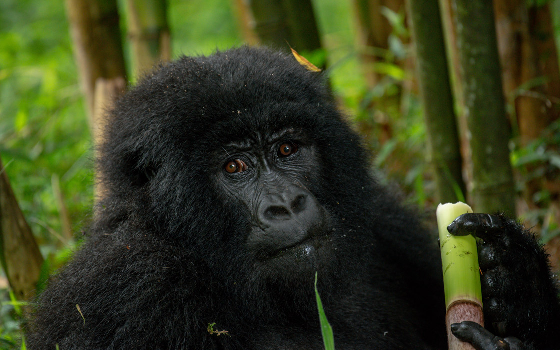 ThemborificUg's tweet photo. Uganda is an unrivaled destination on the African continent. It is also home to 13 types of primates including over half of the world’s endangered Mountain Gorillas; and our closest relative – the chimpanzee. #ExploreUganda #ExploreWestern #BeautifulUganda https://t.co/hIAyI9r0Cd