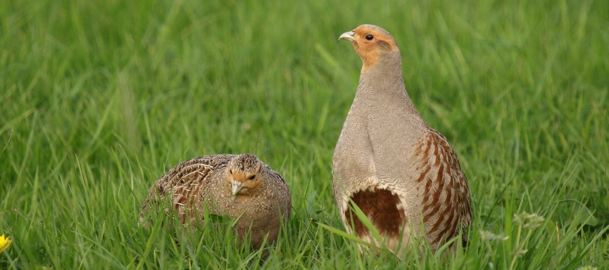 Op Woensdag 19 april 2023, 10:00 – 11:00 organiseren we weer een online BoerenNatuur Kennisuur – De Patrijs. Graag willen we met jullie kennis uitwisselen over de patrijs en de resultaten van het PARTRIDGE-project. Zoomlink staat op onze website: boerennatuur.nl/actueel/boeren…