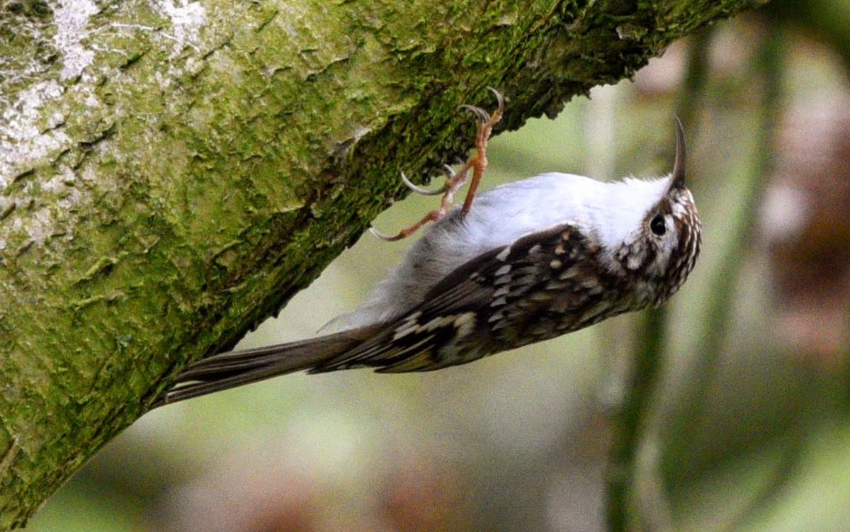 Well Twitter has been a little topsy-turvy today with the loss of our little blue bird.. so here is a topsy-turvy bird. The beautiful Tree Creeper that is very happy to hang around that way. #birds #nature #photography