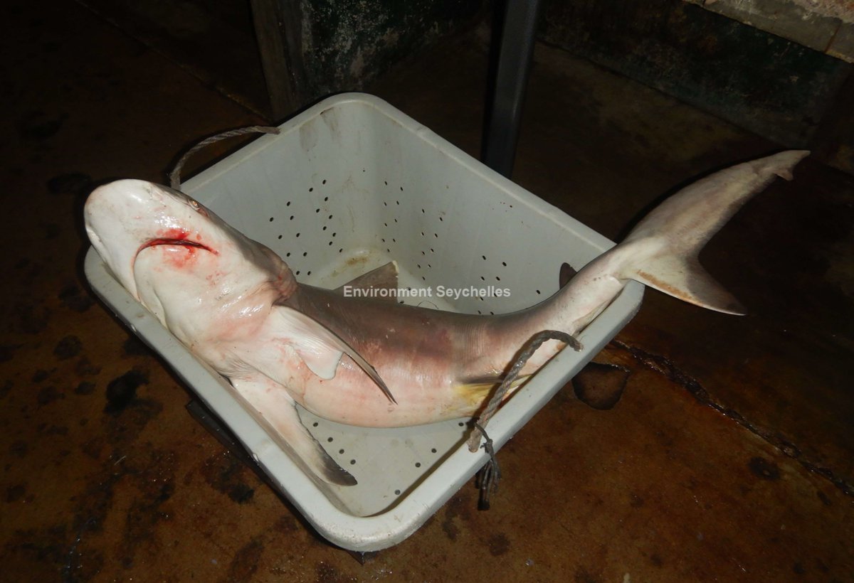 Seychellesharks's tweet image. Grey reef shark (Carcharhinus amblyrhynchos) - &quot;kaser&quot; - Victoria (11/03/23). #wheeleriphenotype #datagathering #SeyCCAT #seychellesfishingauthority #elasmobranch project