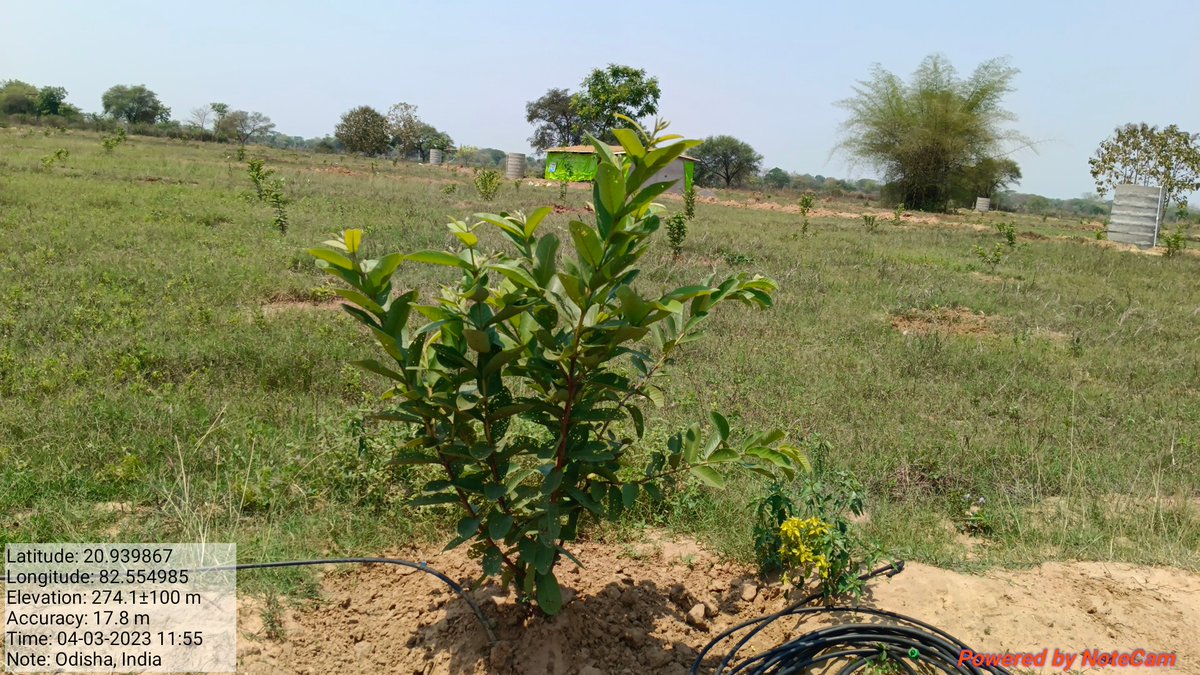 Pallivikah's tweet photo. Guava Plantation by Pawan Sahu of Palsabhadar under NAFCC Project .
Resource Support Agency -Pallivikash,Chalanpada https://t.co/Ys4CKmv8kS