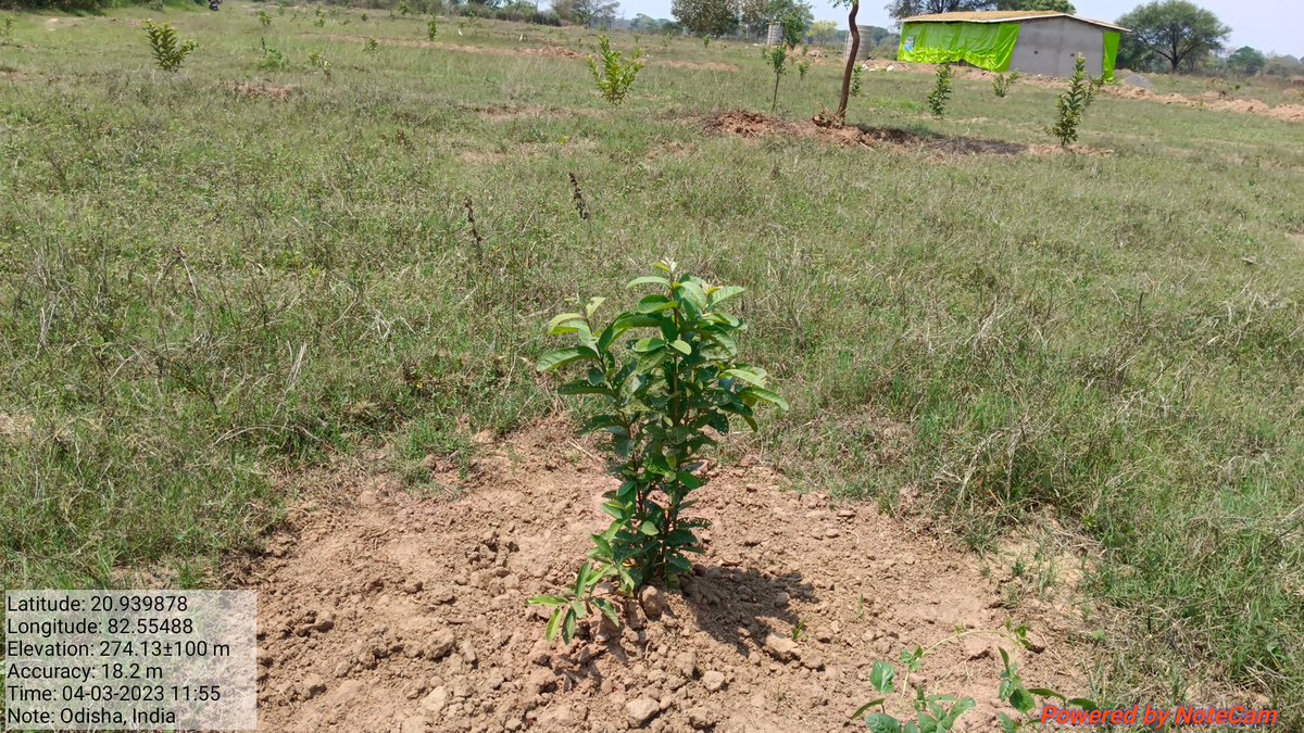 Pallivikah's tweet photo. Guava Plantation by Pawan Sahu of Palsabhadar under NAFCC Project .
Resource Support Agency -Pallivikash,Chalanpada https://t.co/Ys4CKmv8kS