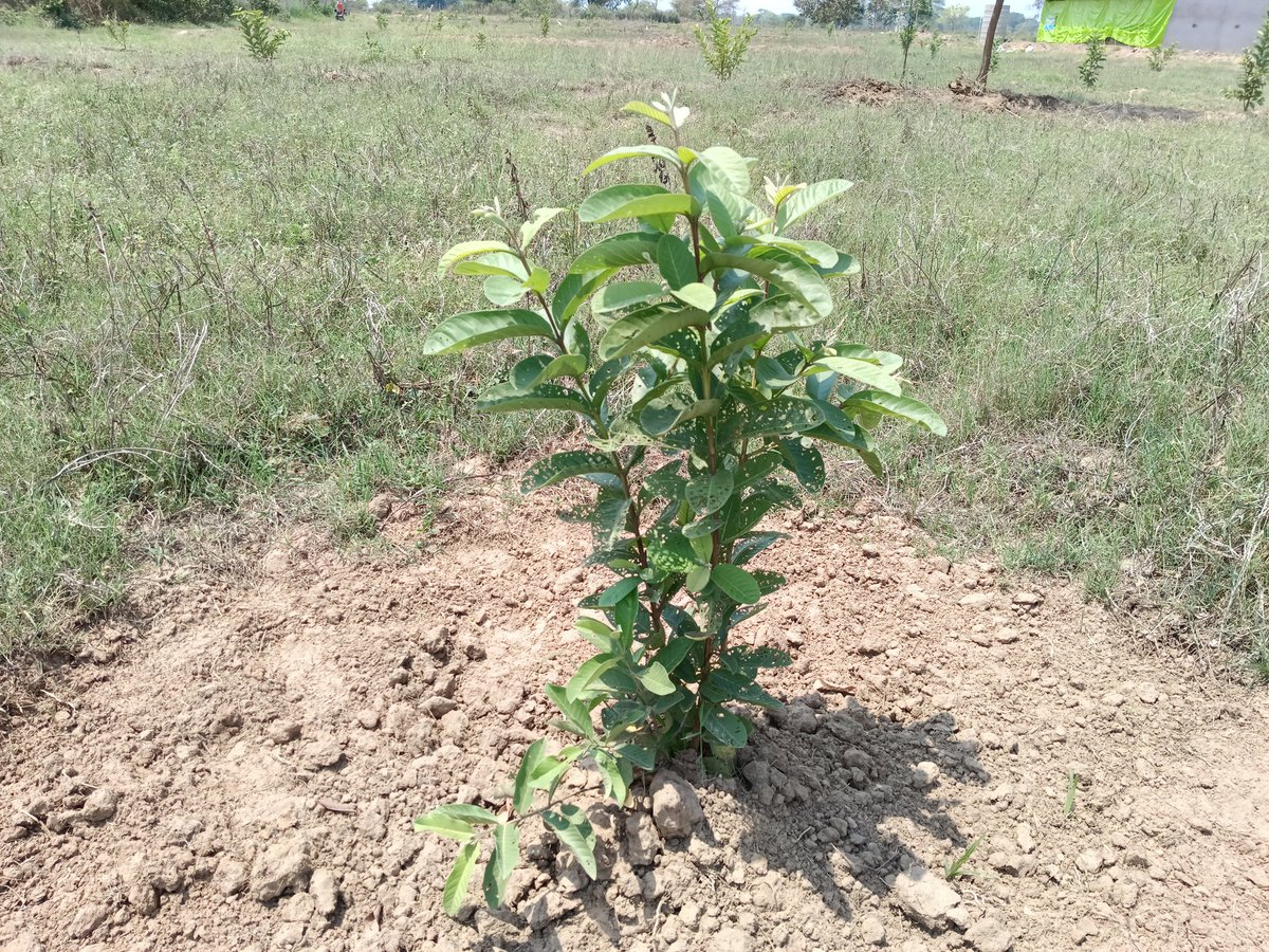 Pallivikah's tweet photo. Guava Plantation by Pawan Sahu of Palsabhadar under NAFCC Project .
Resource Support Agency -Pallivikash,Chalanpada https://t.co/Ys4CKmv8kS