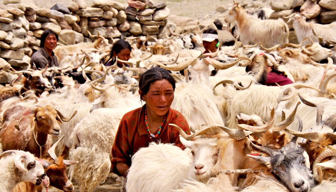 My heartiest congratulations to the people of Ladakh as our Pashmina has now been registered as the GI tagged wool of Ladakh- “Pashmina Wool of Ladakh”.