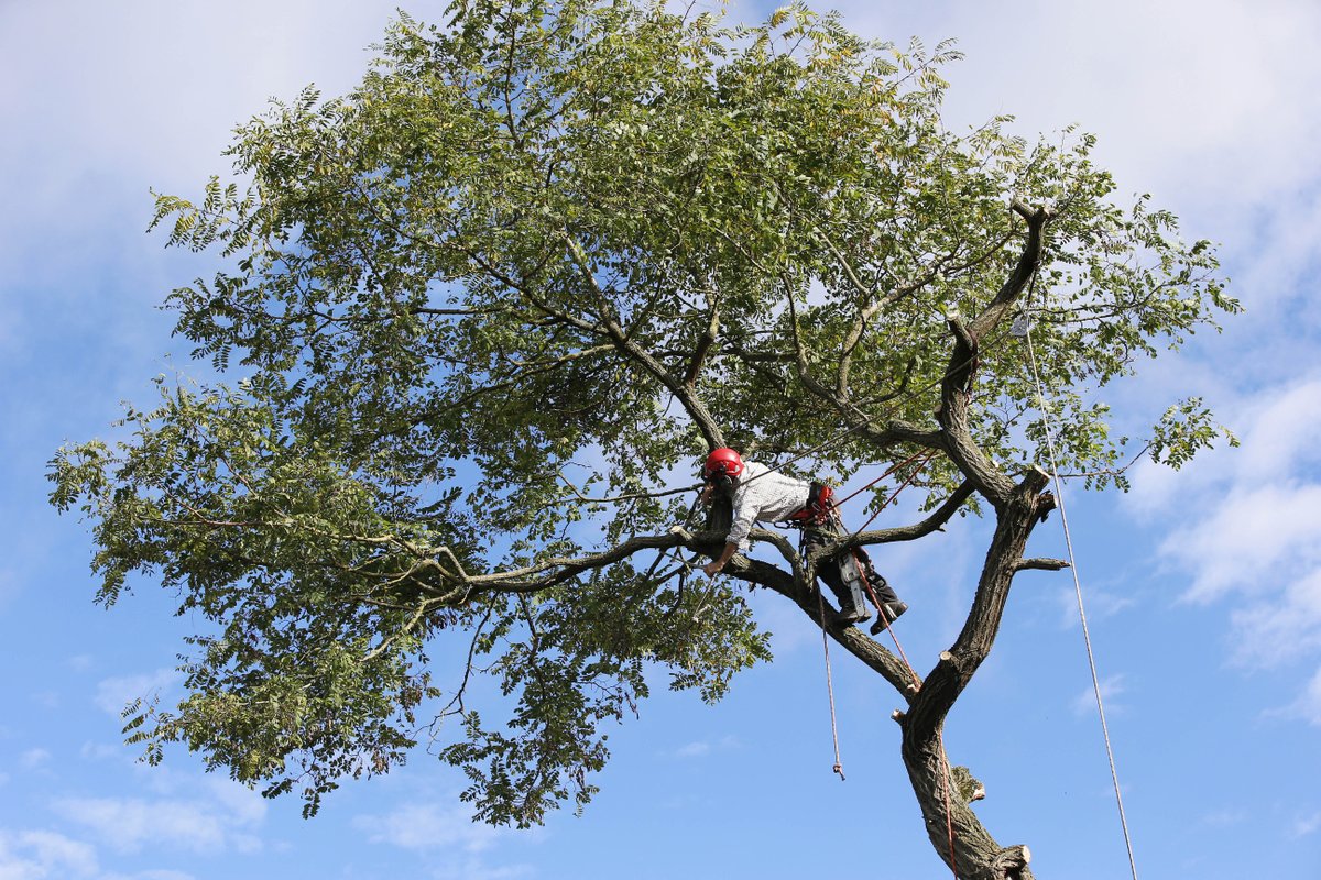 RayTheTreeGuy's tweet image. No matter what time of year or how big your trees can get, we have the equipment and skills to tame any tree. Call us today to book an appointment! 
 
#RayTheTreeGuy #TreeTakeDown bit.ly/3fmCvlv