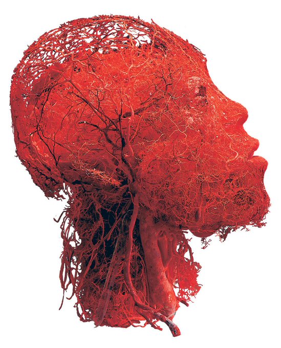Rainmaker1973's tweet photo. The impressive view of the blood vessels of the head and the brain in the stunning realization by Gunther von Hagens https://t.co/wtWrtAY0Mt https://t.co/uTcZQM2mf4