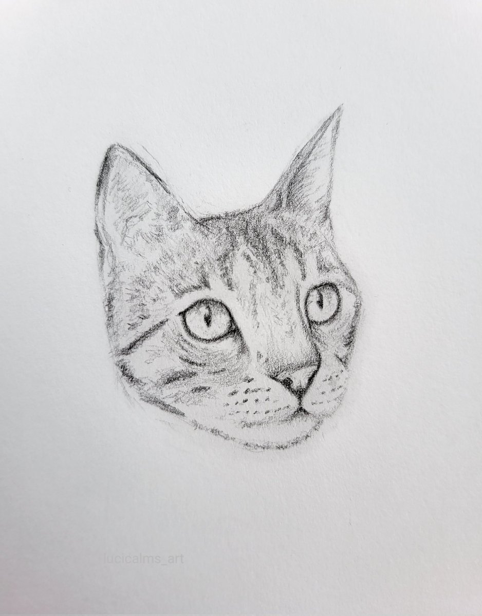 lucicalms_art's tweet photo. Gatito #sketch #dibujo #illustration https://t.co/ZPzFPlaomy