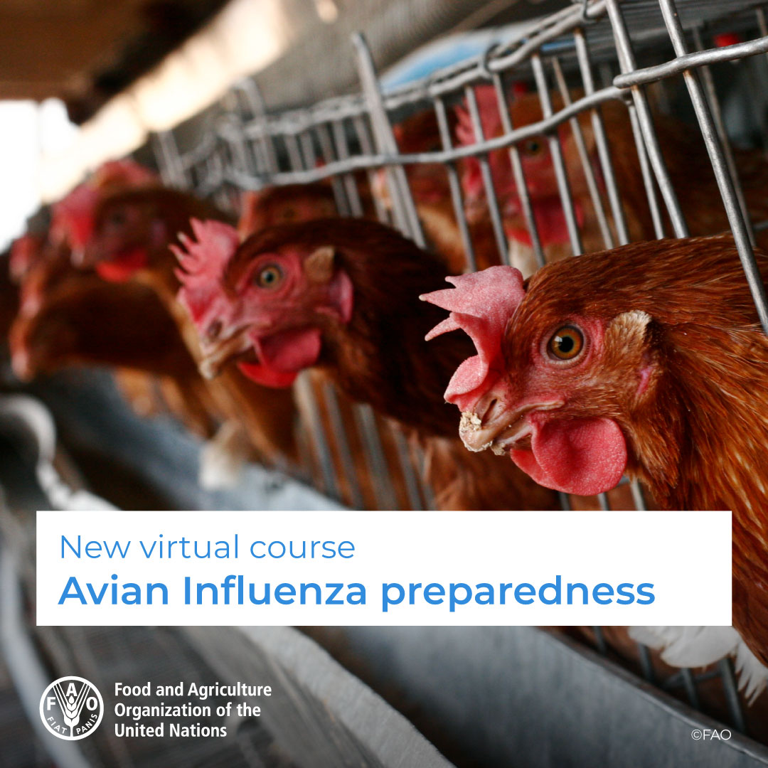 🎓 New FAO virtual course

🐓 Avian Influenza Preparedness

⚠️ To improve early warning, risk reduction and management of avian influenza outbreaks.

Starts on April 25, 2023

Apply now! ➡️ bit.ly/3Jz4cme 

More info: bit.ly/3TzX4KW
