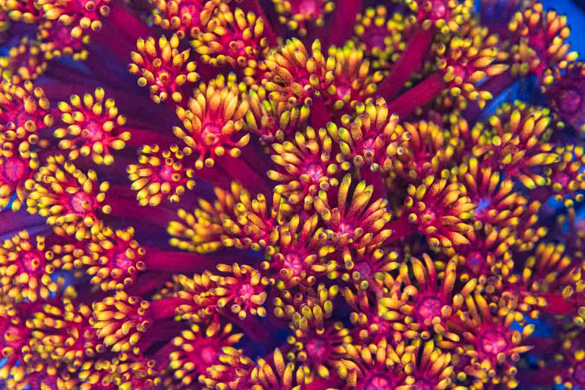 World Wide Corals tweet media