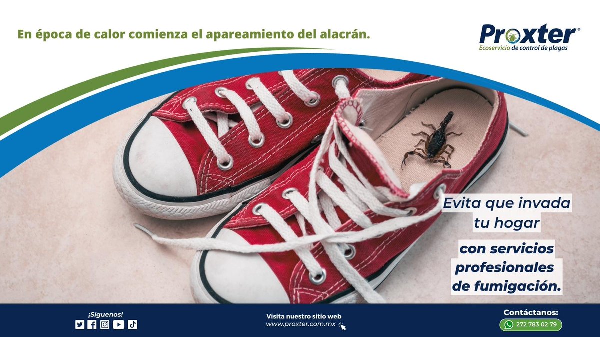 Proxter01's tweet photo. La temporada de apareamiento de los alacranes puede causar una infestación en tu hogar.
No corras riesgos, protege tu hogar con nuestro servicio de fumigación experto.

#fumigacion #plagas #proxter https://t.co/euRs0btWuS