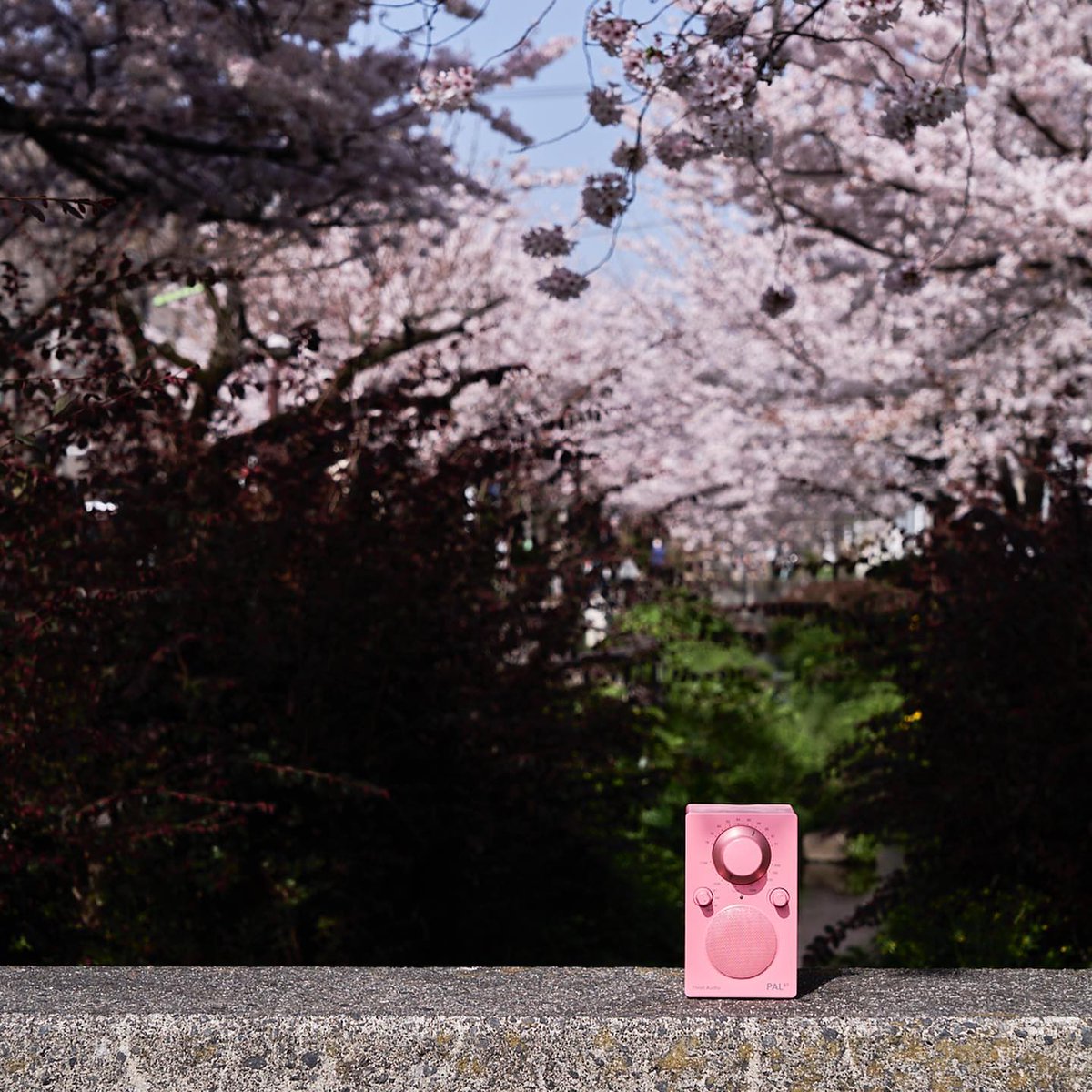 Tivoli Audio (@tivoliaudio) on Twitter photo The earliest signs of spring have begun to spread across the northern hemisphere. The portable PAL BT is charged up and ready to bring your music with you!
📷: <a href="/NAVYSinc/">NAVYS INC.</a>
#cherryblossoms #portableaudio #audiodesign The earliest signs of spring have begun to spread across the northern hemisphere. The portable PAL BT is charged up and ready to bring your music with you!
📷: <a href="/NAVYSinc/">NAVYS INC.</a>
#cherryblossoms #portableaudio #audiodesign