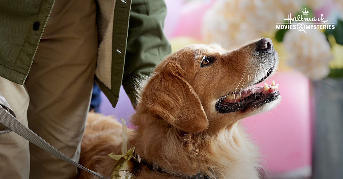 hallmarkmystery's tweet image. Hope is all around us. You just have to look up! #TheBlessingBracelet is coming Easter Sunday, April 9 at 7/6c! @DaySpring

Order your very own Blessing Bracelet today: bit.ly/3KwfoBT